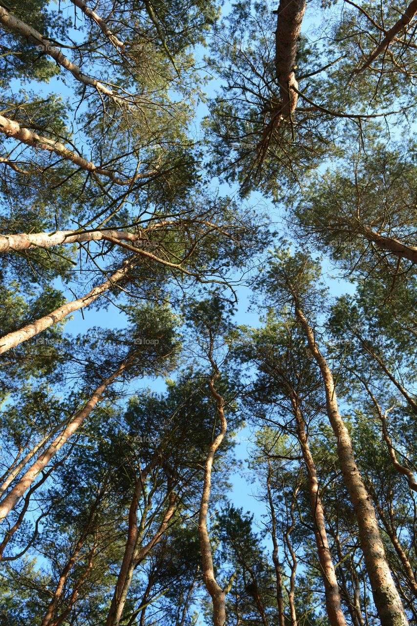 Tree, Wood, Nature, Landscape, Environment