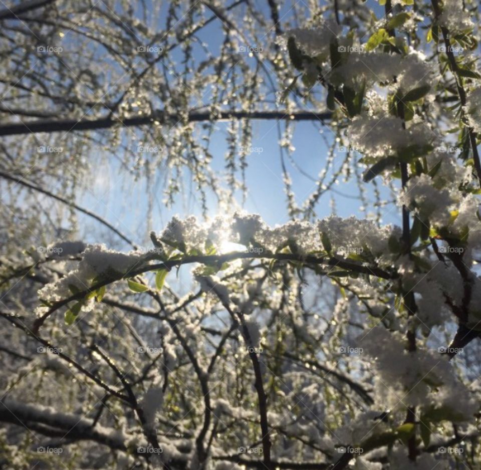 Brilliant light on frosty spring morning