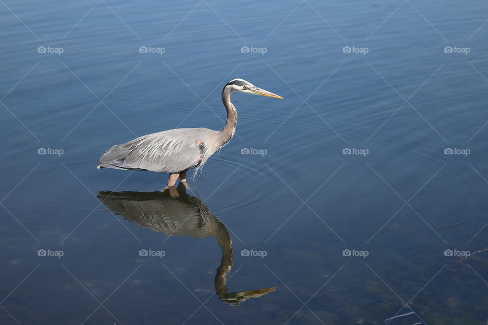 Heron and it’s shadow 