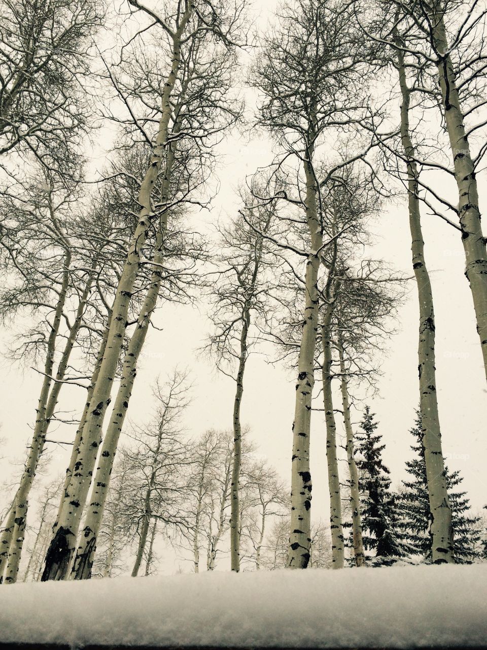 Snowy Aspen trees 