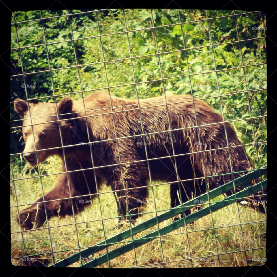 park bears in romania !! garden park zoo by Barak