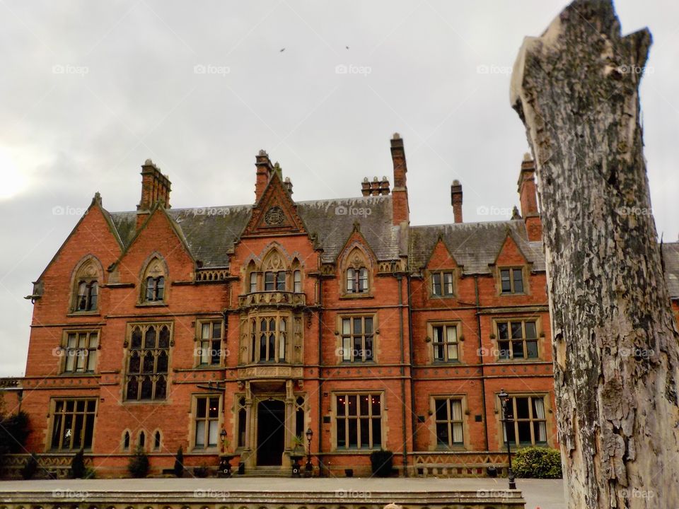 Old tree trunk and building 