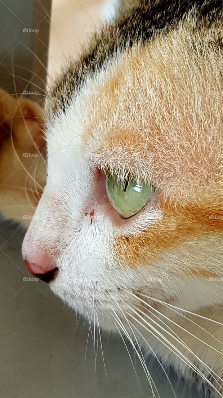 cat's eye