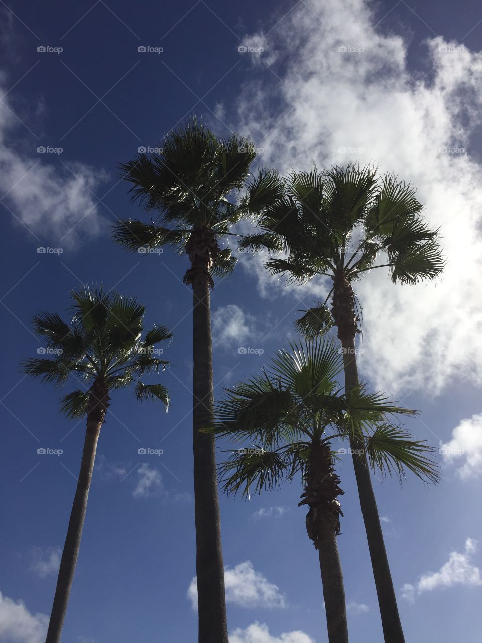 Palm trees with blue sky and some clouds in the background.