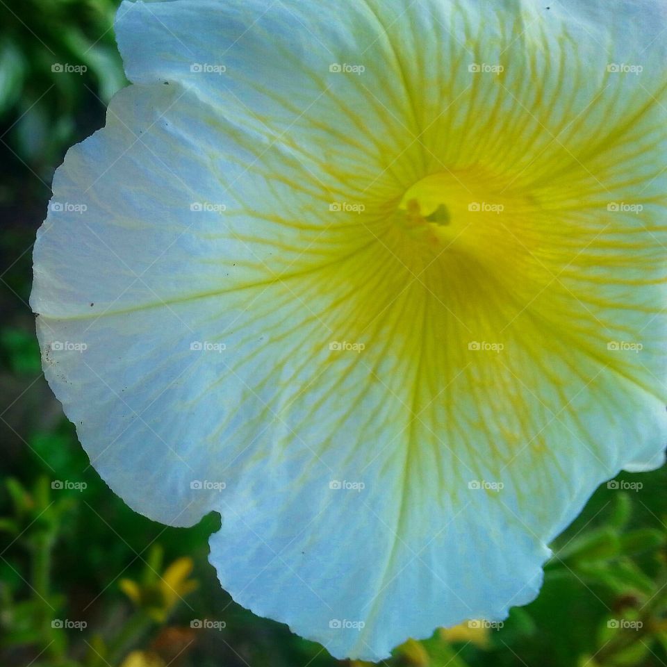 yellow petunia. out beautiful flower in the flower basket