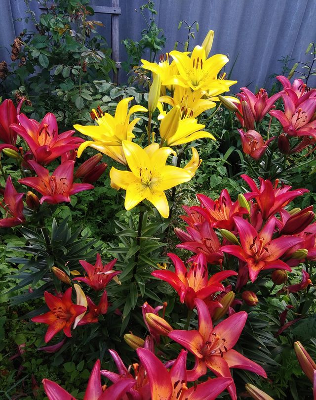 flowers