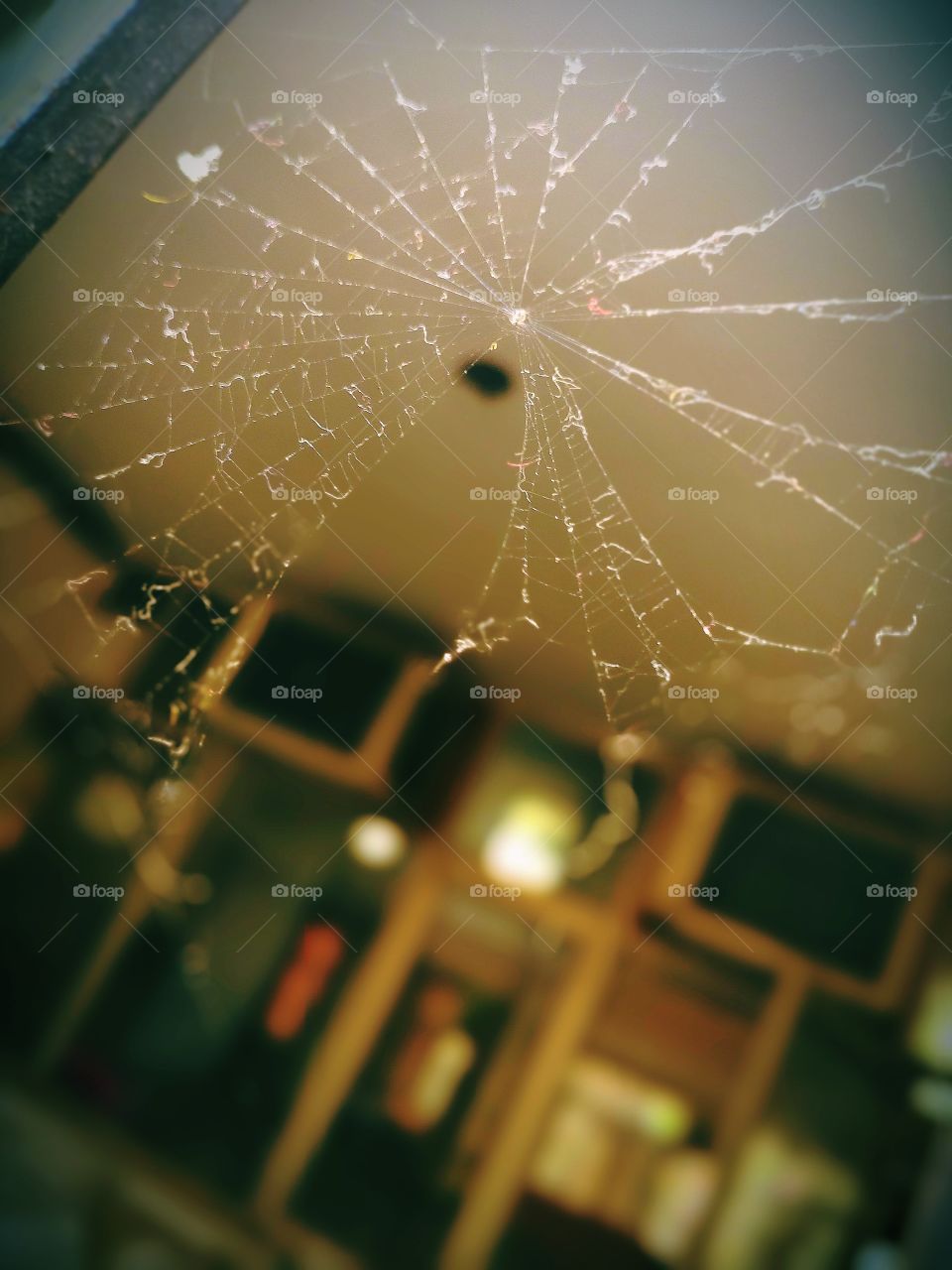 spider's web