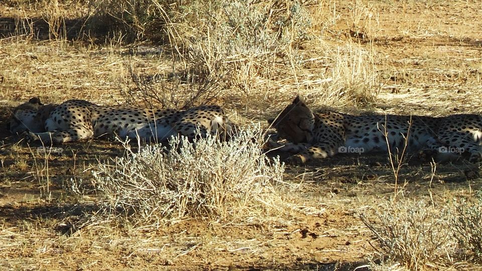 Two Cheetahs taking an afternoon nap in the shade