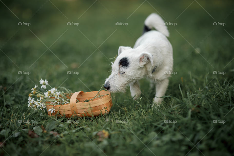 White Jack Russell Terrier with basket of daisies 