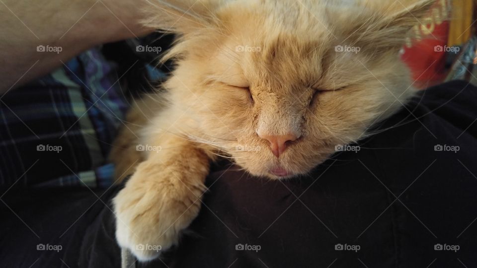 sleeping ginger