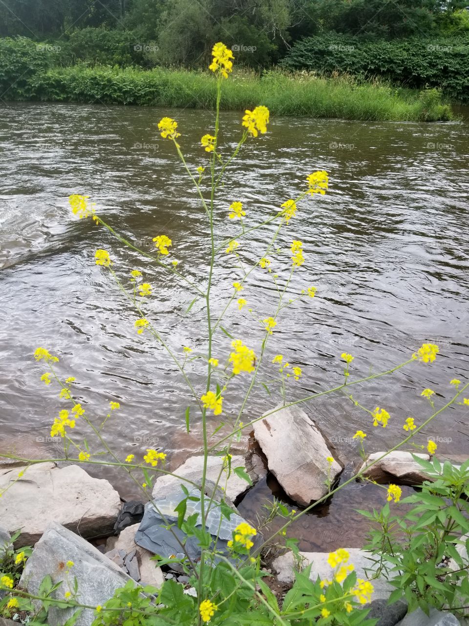 Nature, Summer, Flower, Flora, Water