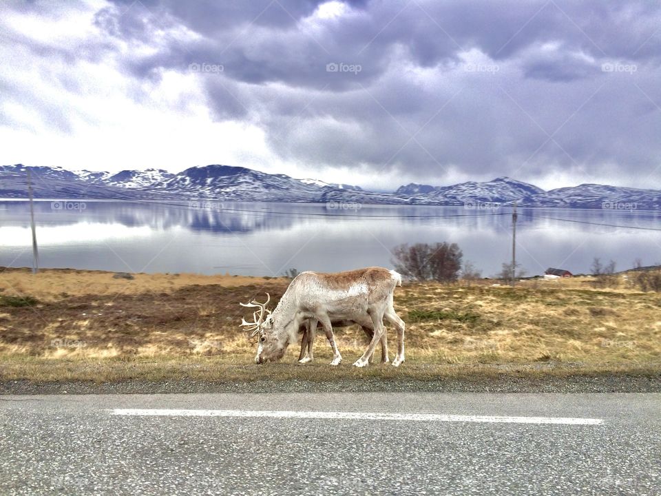 Reindeers in Norway