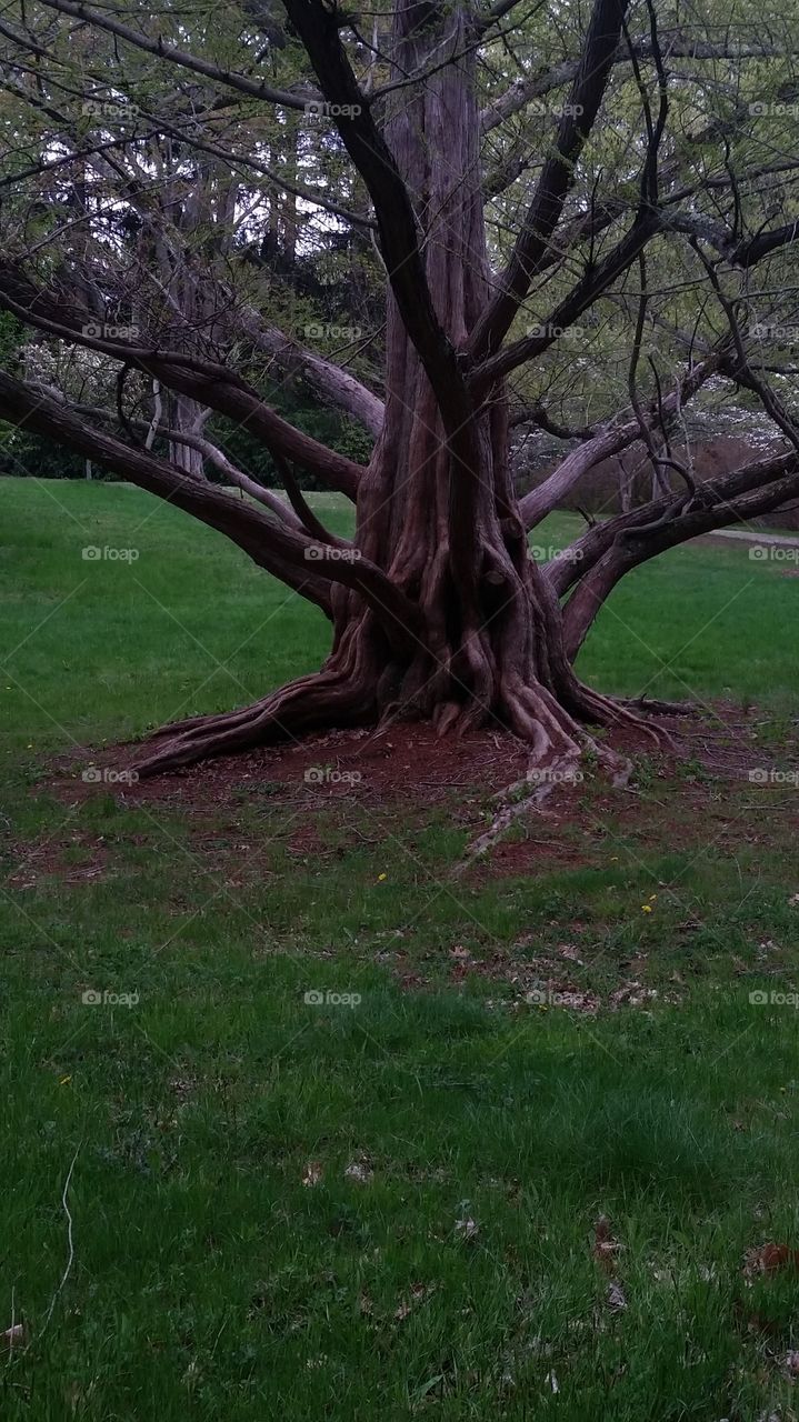 creepy tree