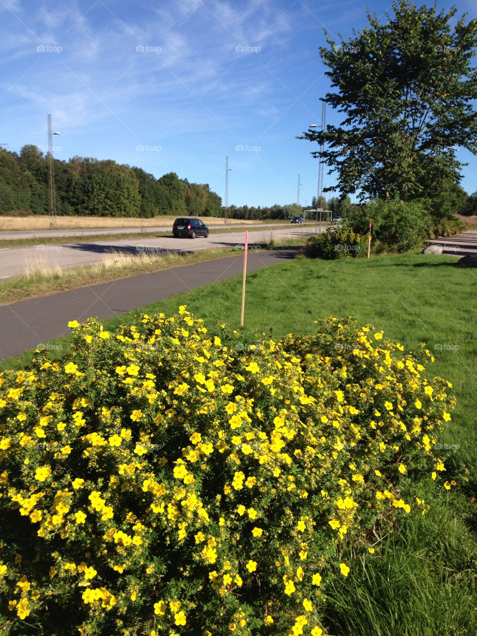 flowers yellow plants roads by ingimar_lykke_malmquist_json