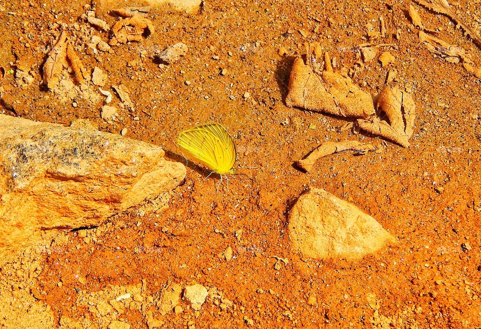 Yellow little butterfly