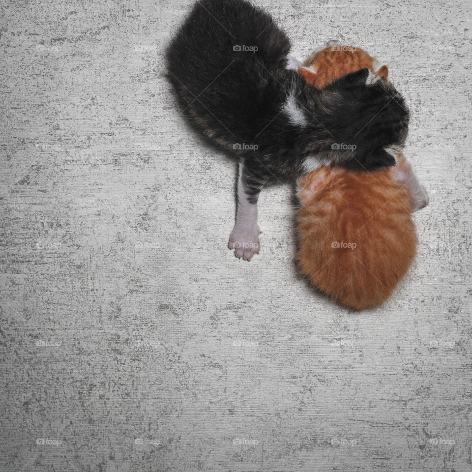 Waiting for Mommy Cat.