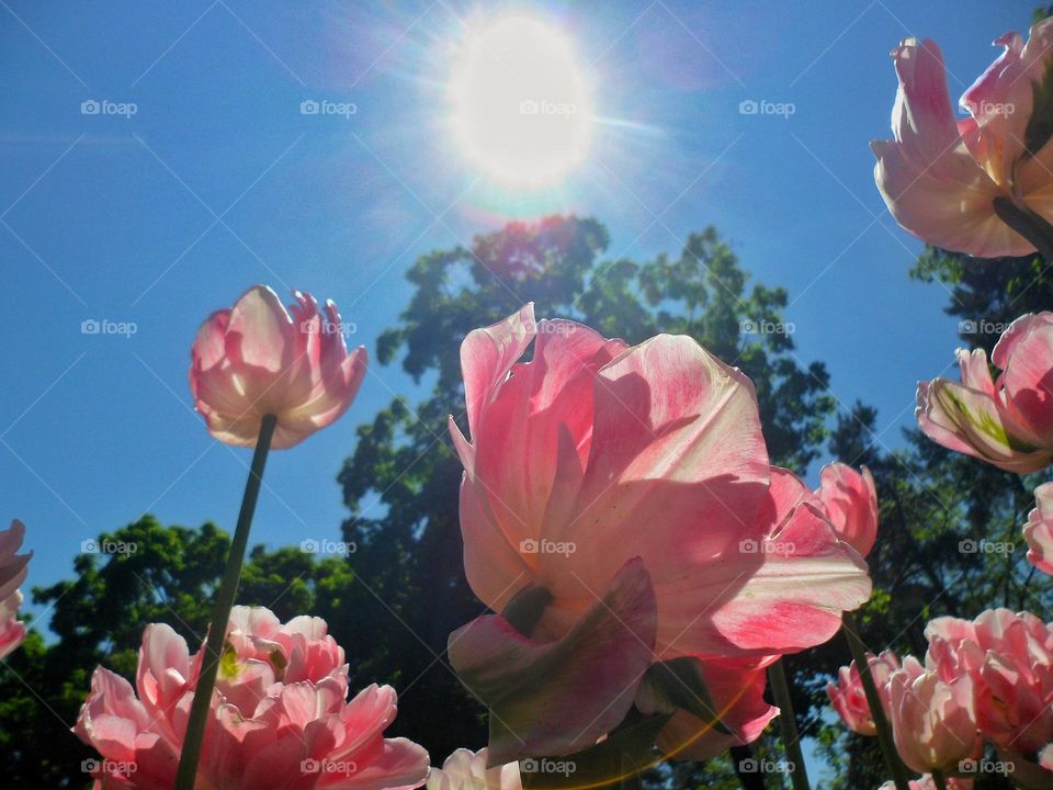 spring tulips