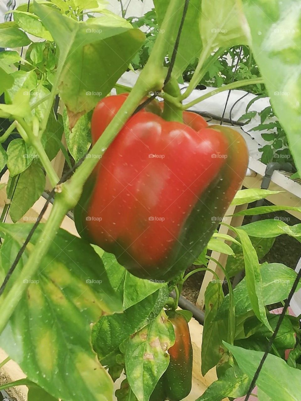 bell pepper