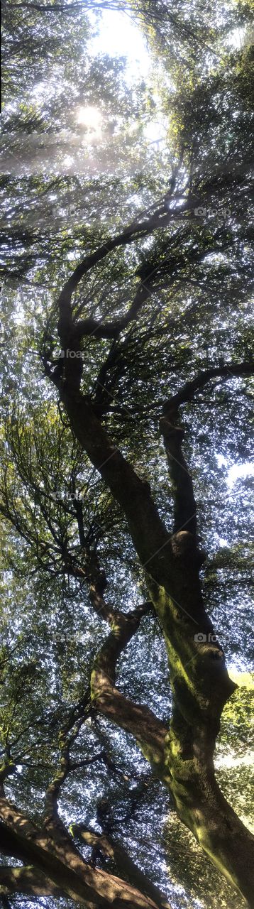 Panoramic view into the backlit trees 