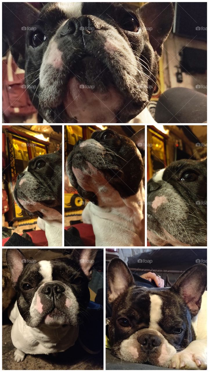 portraits of our frenchie