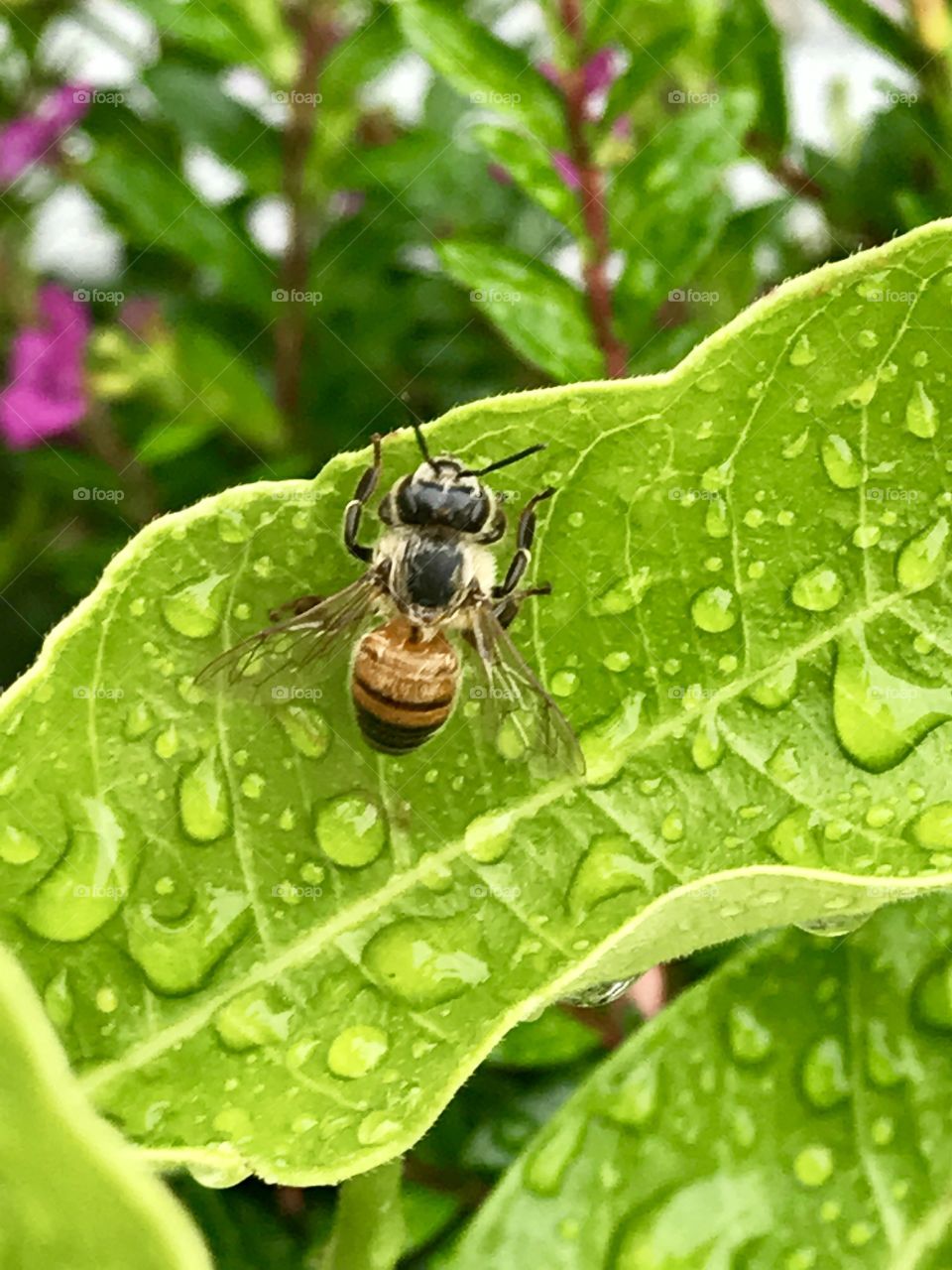 I'll Bee!