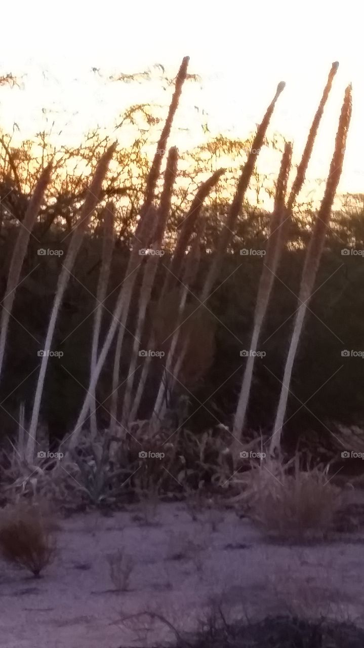 Century Plant Explosion