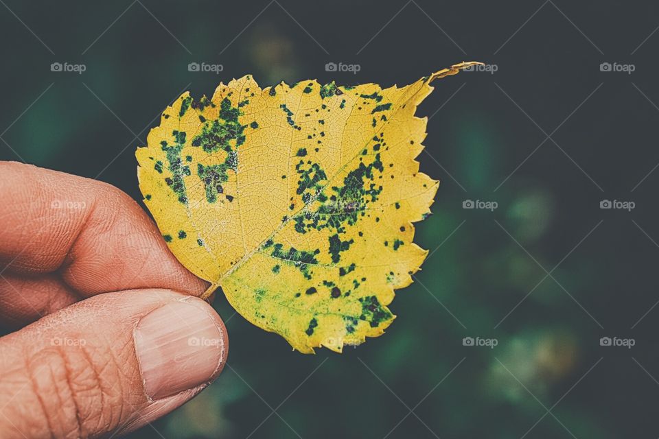 Hand Holding Autumn Leaf, Yellow Leaf In Hand, Autumn In New York, Leaves Changing Color, Leaf From Tree, Fall Time Exploration, First Signs Of Autumn 