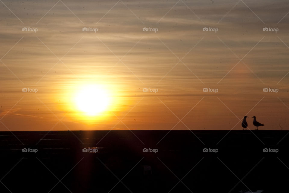 Lovebird sunset