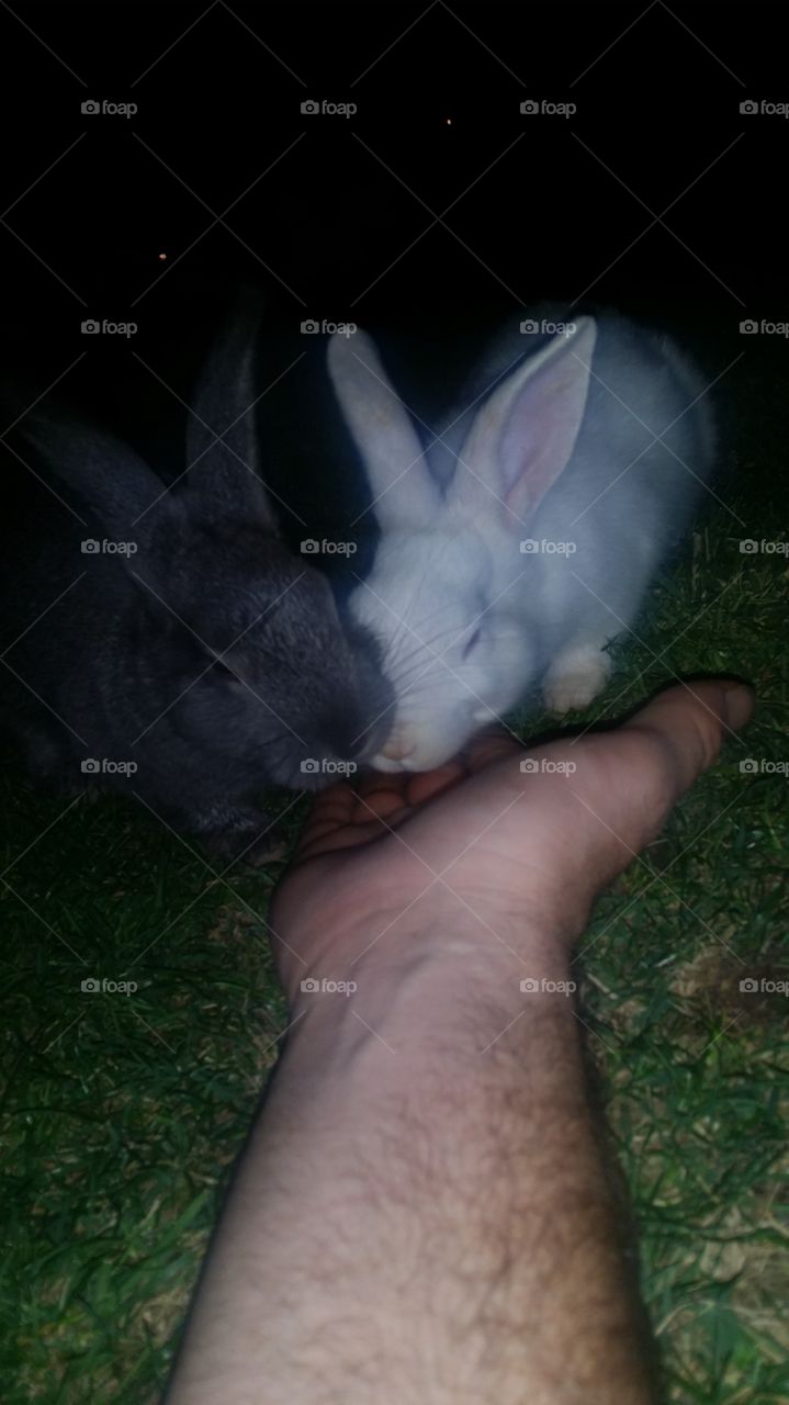 Our new bunny friends. we stayed very still with food in her hand. it took some time for the bunnies not be scared of us and after a while we became friends. we first met them at Mission Hills Park in Henderson Nevada