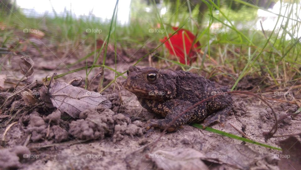Toad. this little guy was hopping around my yard