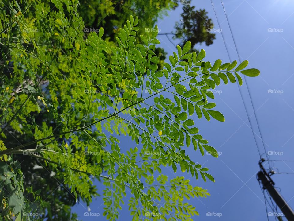 Drumstick tree in clear sky