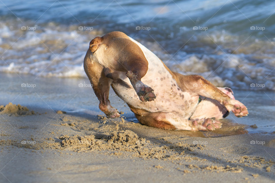 Bulldog bañandose en el mar