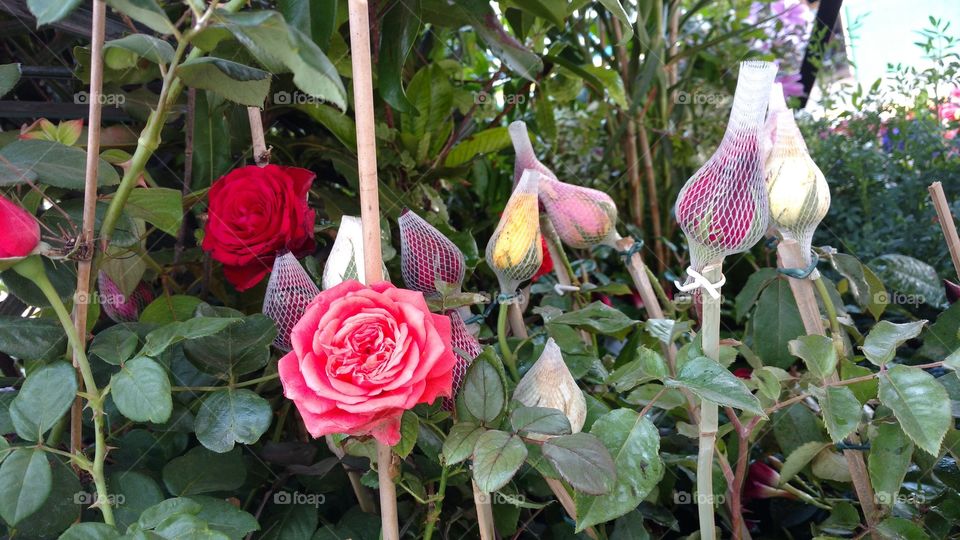 Jardim com roseiras, flores e botões.