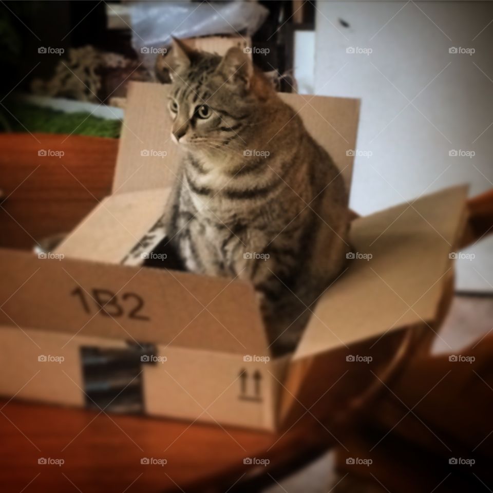 Boxed cat. Cat likes amazon box 