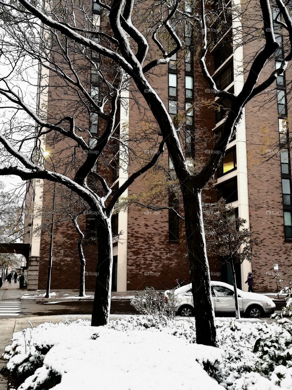 Trees after first snowfall
