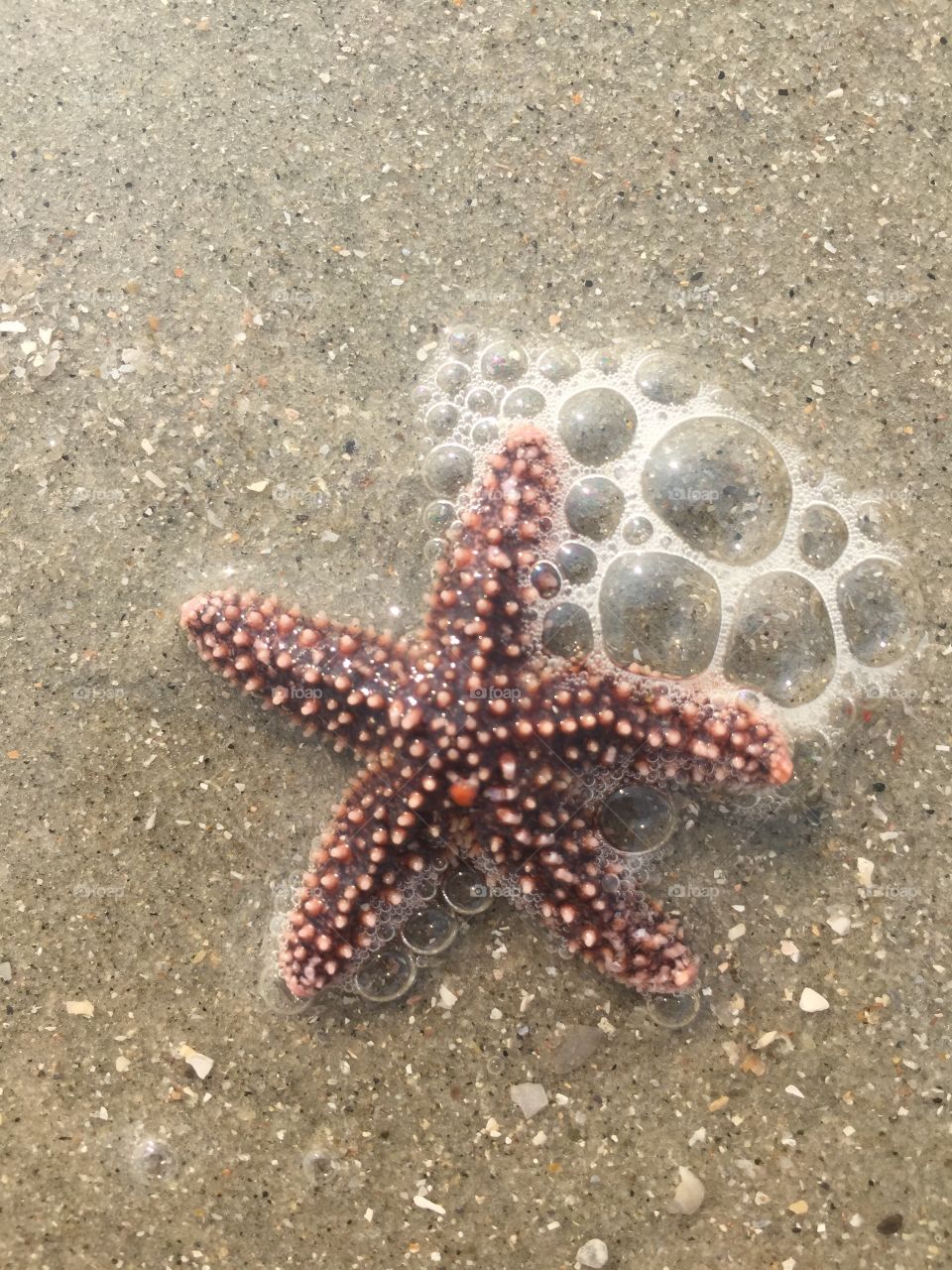 A starfish found in the surf. 
