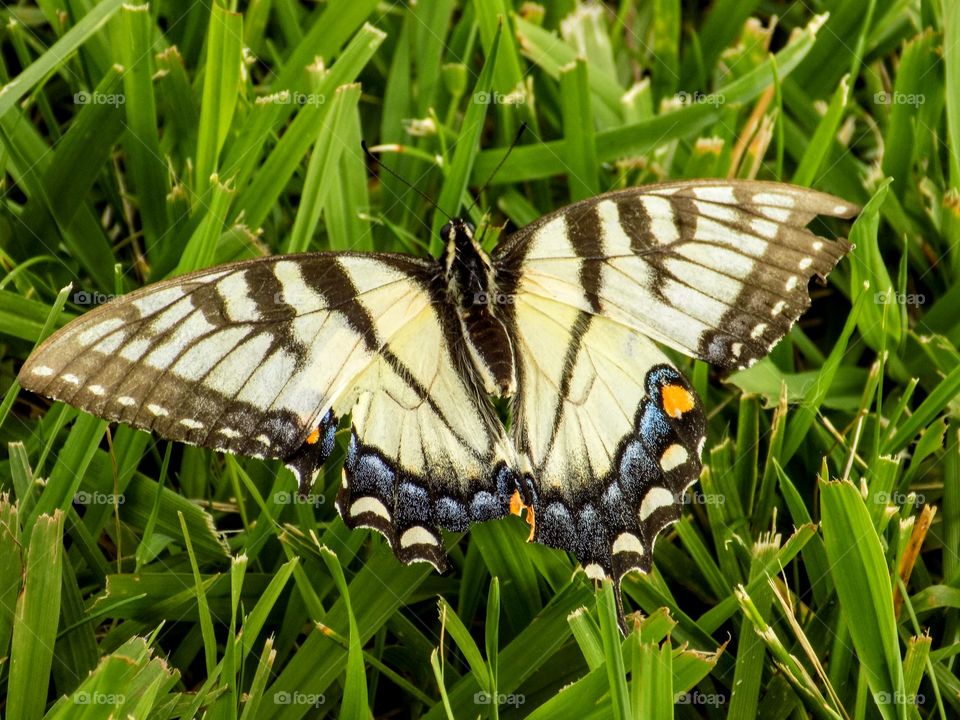 Resting in the grass