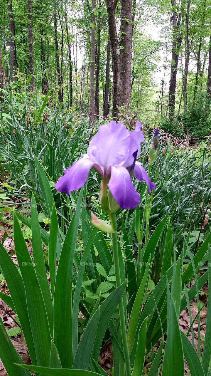 Purple Flag Iris flower