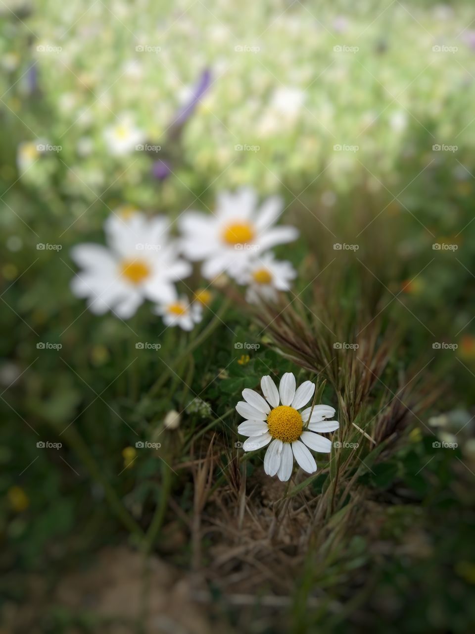 Chamomile flowers.