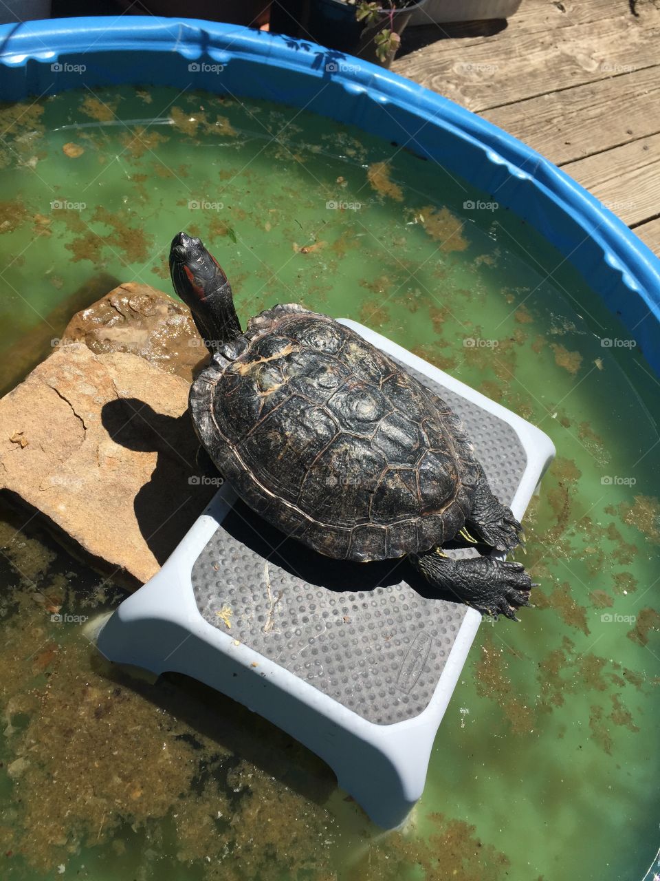 Pet turtle sunning