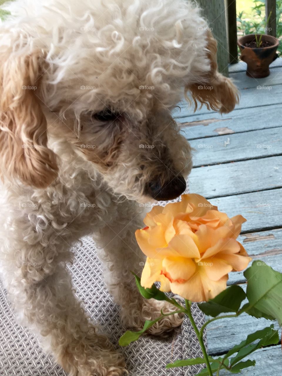 My dog smelling the peach rose I'm holding.🐾named Maxwell!