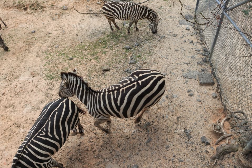 Zoo Zebras with a sandy ground enclosure.