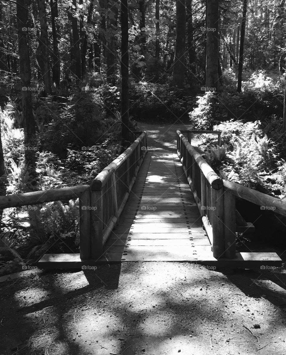 Nature Bridge