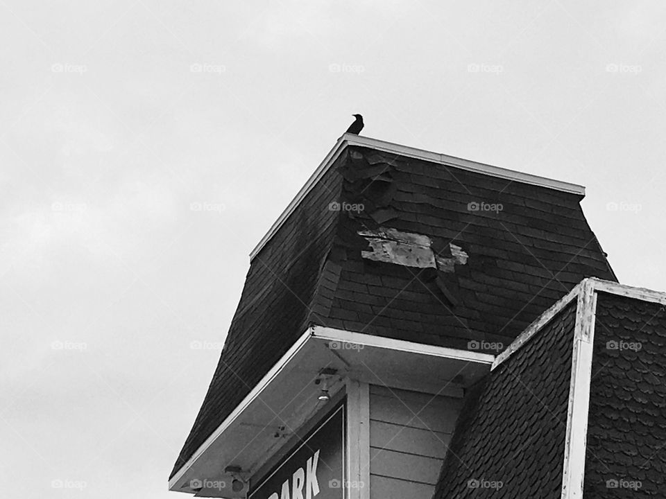 Bird on a broken roof