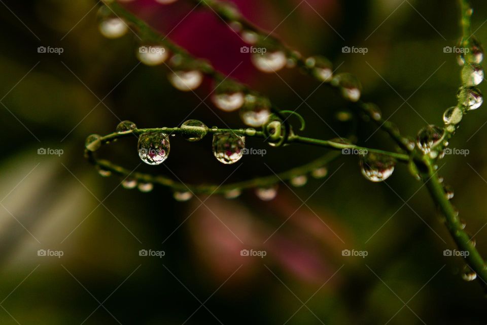 waterdrops at the trees after a rainy Day.  Nature art in the forest.  Macro closed UP