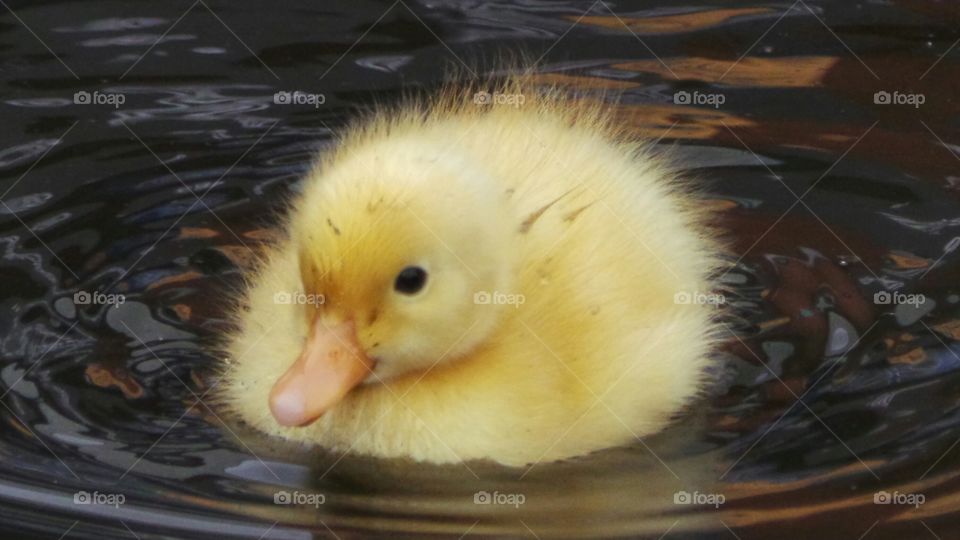Duckling
wild mallard /
Anas platyrhynchos
The domestic duck, like other poultry species.
Mallards live in wetlands, eat water plants and small animals, and are social animals preferring to congregate in groups or flocks of varying sizes. This species is the main ancestor of most breeds of domesticated ducks.