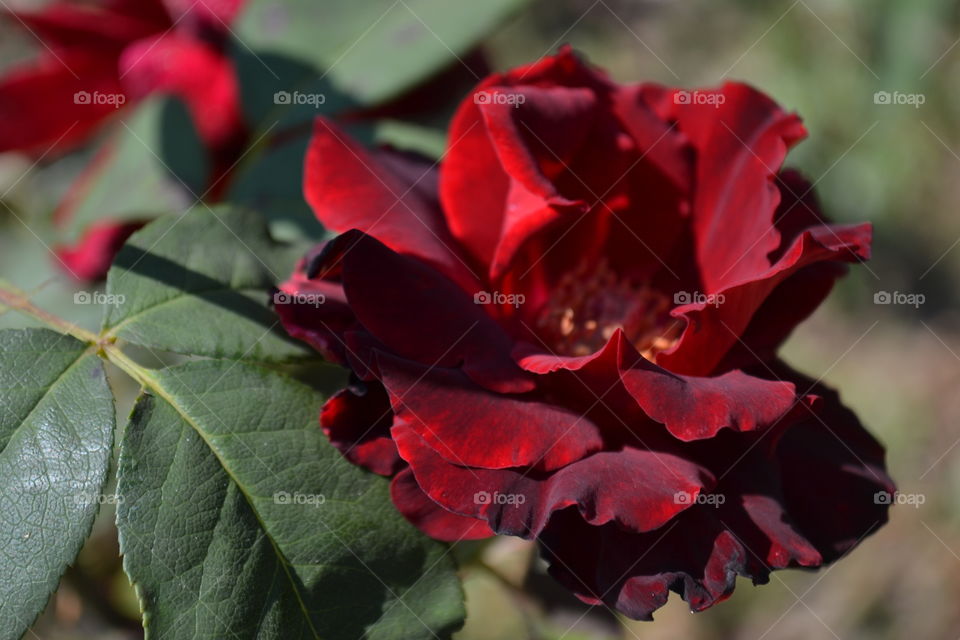 blood red rose