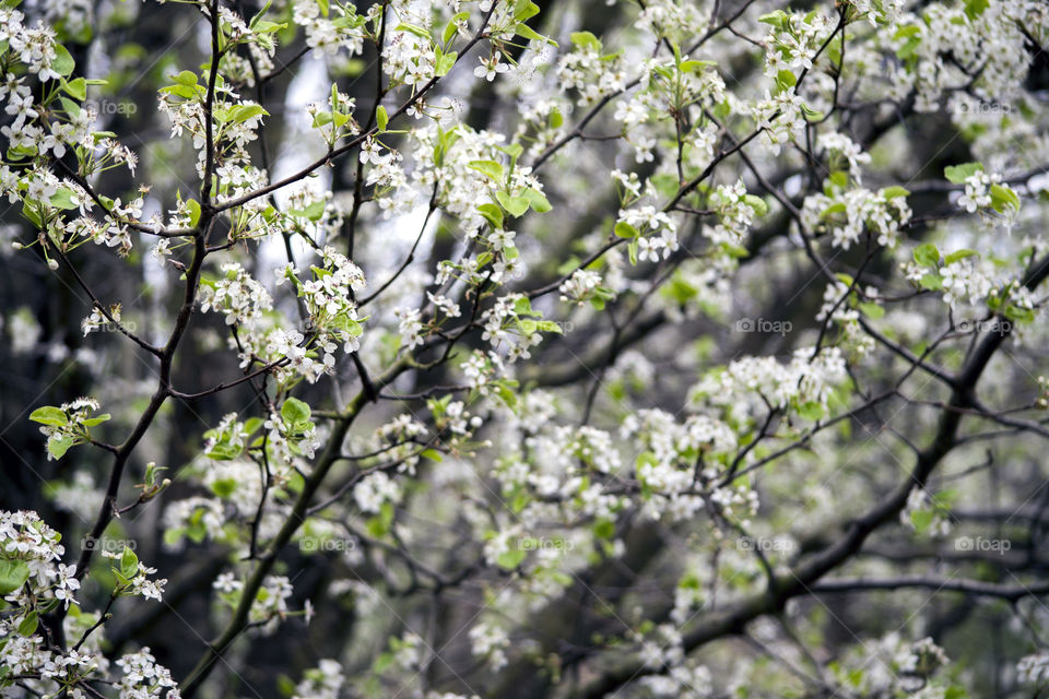 White flowers blooming on tree