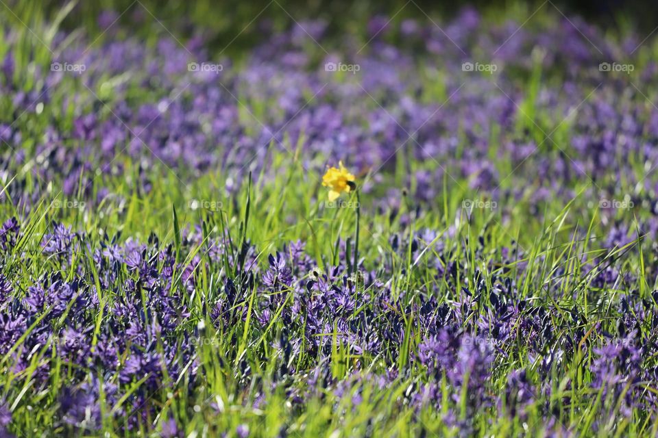 In the green field on springtime comas flowers rise up making a purple carpet .. in the middle a daffodil pop up show shining proudly…