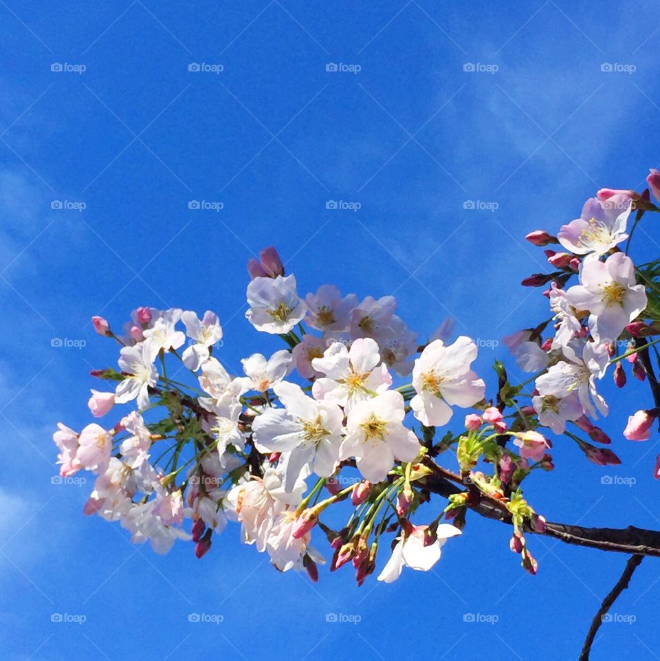 Ito-zakura flowering cherry 